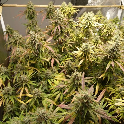 Inzane | Nepal growlog timeline photo