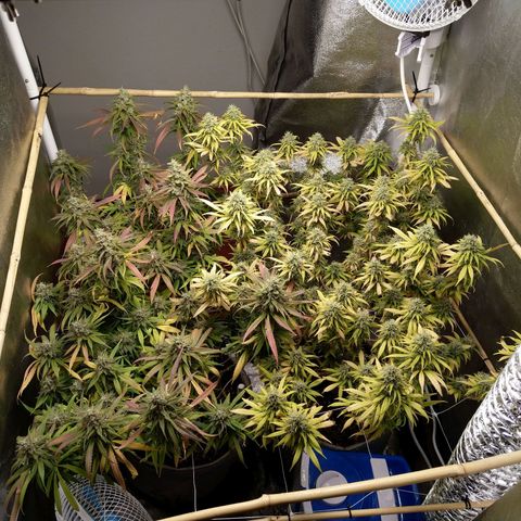 Inzane | Nepal growlog timeline photo