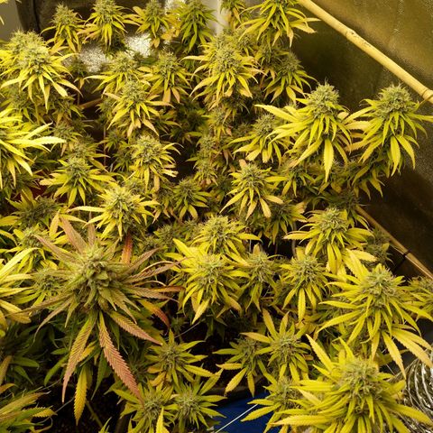 Inzane | Nepal growlog timeline photo