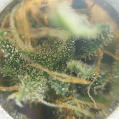 Inzane | Nepal growlog photo: Nepalese not far from done
