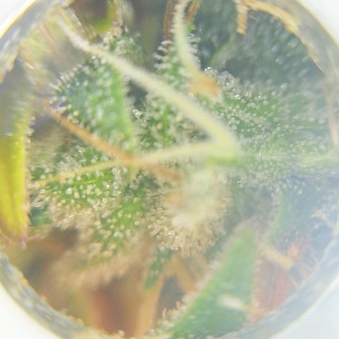 Inzane | Nepal growlog photo: Nepalese not far from done
