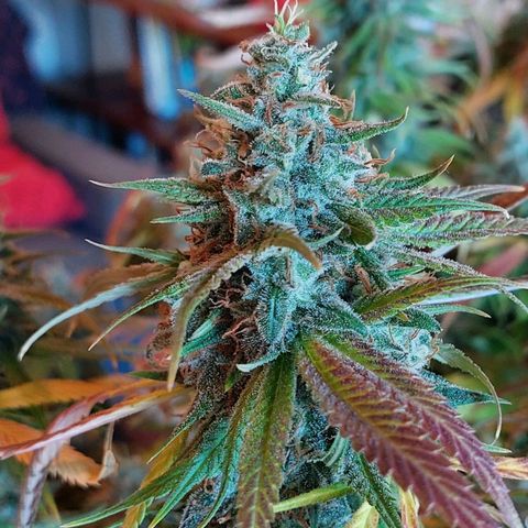 Inzane | Nepal growlog photo: Inzane on the chopping board