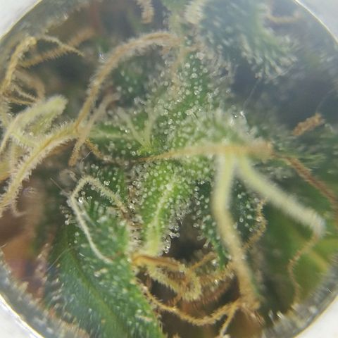 Inzane | Nepal growlog photo: Nepalese not far from done