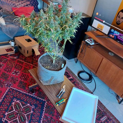 Inzane | Nepal growlog photo: Inzane on the chopping board