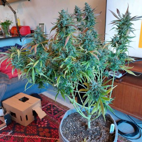 Inzane | Nepal growlog photo: Inzane on the chopping board