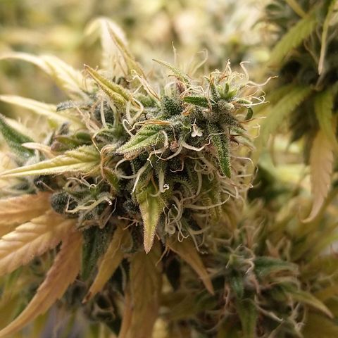 Inzane | Nepal growlog photo: Nepal doing well on its own under lights
