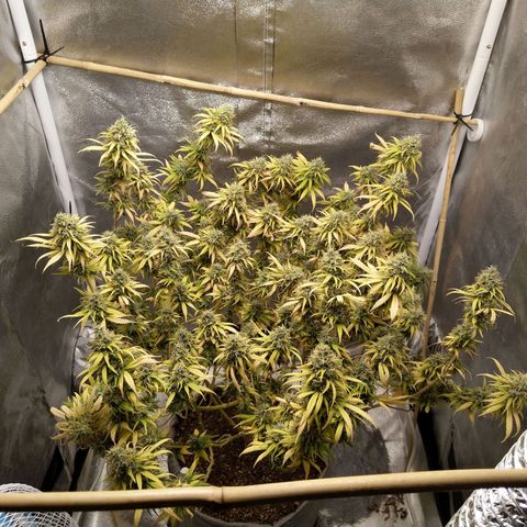 Inzane | Nepal growlog photo: Nepal doing well on its own under lights