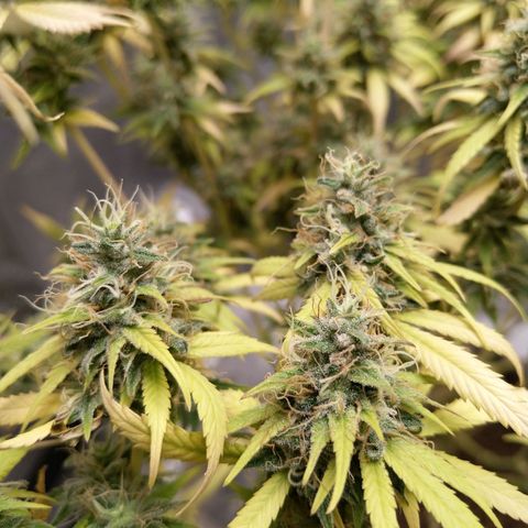 Inzane | Nepal growlog photo: Nepal doing well on its own under lights