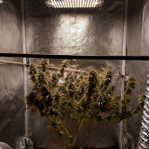 Inzane | Nepal growlog photo: Nepal doing well on its own under lights
