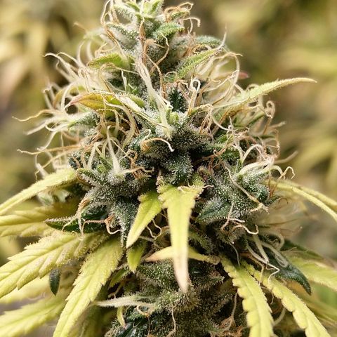 Inzane | Nepal growlog photo: Nepal doing well on its own under lights