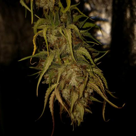 Inzane | Nepal growlog photo: Inzane on day 4 of dry, really finding it tricky to dial in temp/humidity levels without just having everything run 24/7. Electric expensive af