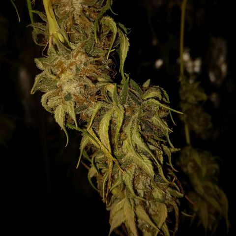 Inzane | Nepal growlog photo: Inzane on day 4 of dry, really finding it tricky to dial in temp/humidity levels without just having everything run 24/7. Electric expensive af