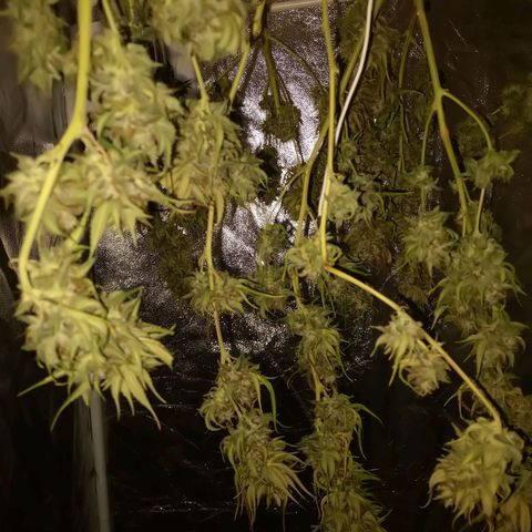 Inzane | Nepal growlog photo: Inzane on day 4 of dry, really finding it tricky to dial in temp/humidity levels without just having everything run 24/7. Electric expensive af