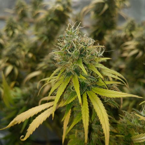 Inzane | Nepal growlog timeline photo