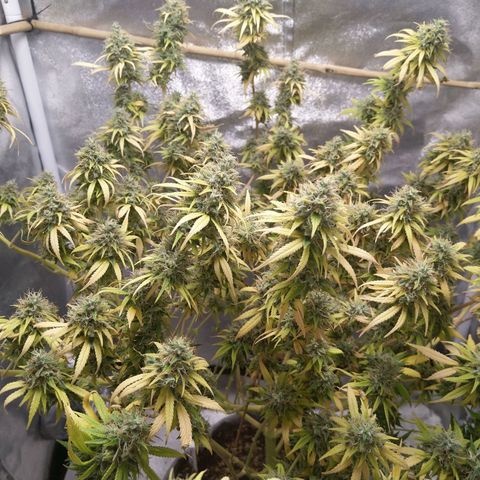Inzane | Nepal growlog timeline photo