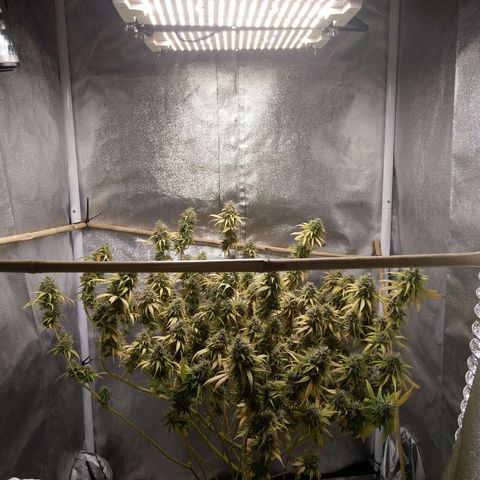 Inzane | Nepal growlog timeline photo