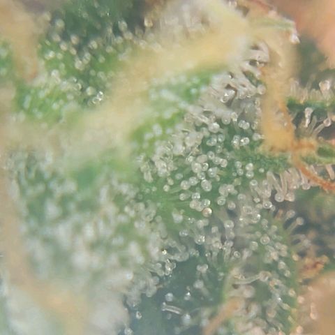 Inzane | Nepal growlog photo: Nepalese looking good, thinking i will harvest over Christmas
