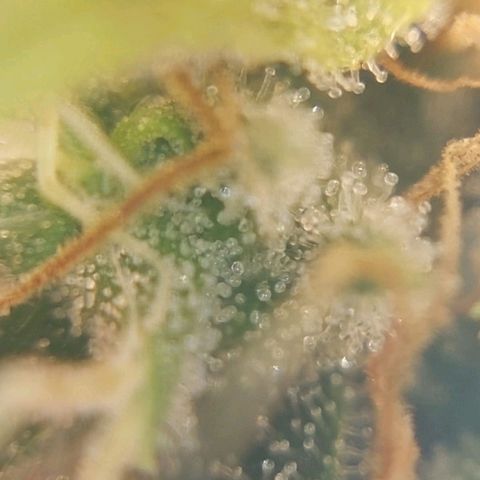 Inzane | Nepal growlog photo: Nepalese looking good, thinking i will harvest over Christmas