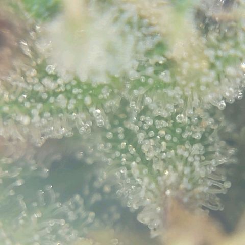 Inzane | Nepal growlog photo: Nepalese looking good, thinking i will harvest over Christmas