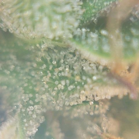 Inzane | Nepal growlog photo: Nepalese looking good, thinking i will harvest over Christmas