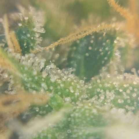 Inzane | Nepal growlog photo: Nepalese looking good, thinking i will harvest over Christmas