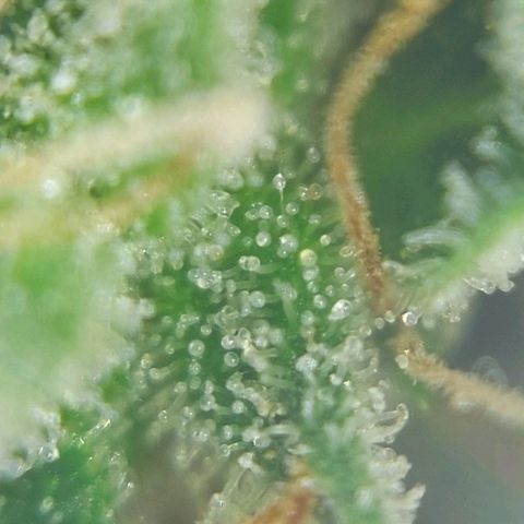 Inzane | Nepal growlog photo: Nepalese looking good, thinking i will harvest over Christmas