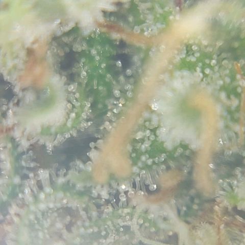 Inzane | Nepal growlog photo: Nepalese looking good, thinking i will harvest over Christmas