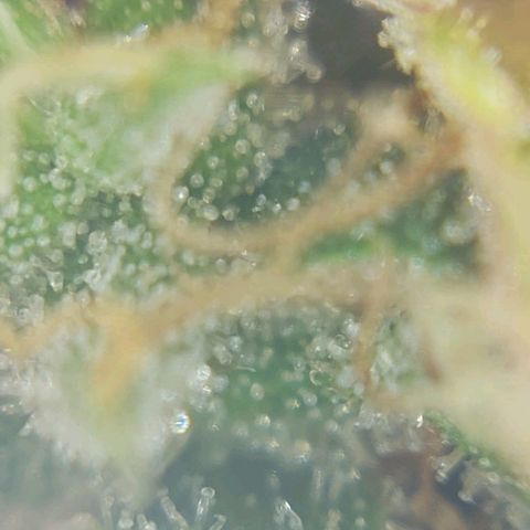 Inzane | Nepal growlog photo: Nepalese looking good, thinking i will harvest over Christmas