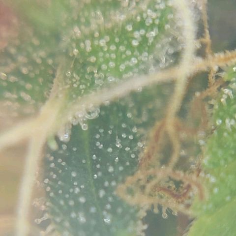 Inzane | Nepal growlog photo: Nepalese looking good, thinking i will harvest over Christmas