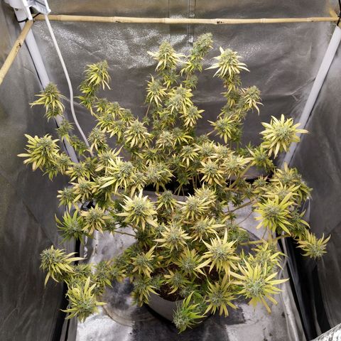 Inzane | Nepal growlog timeline photo
