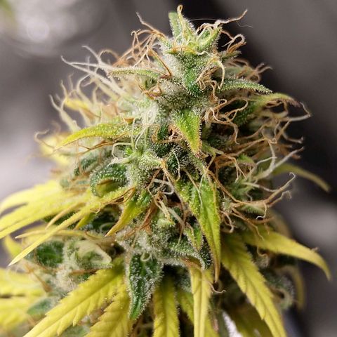 Inzane | Nepal growlog timeline photo