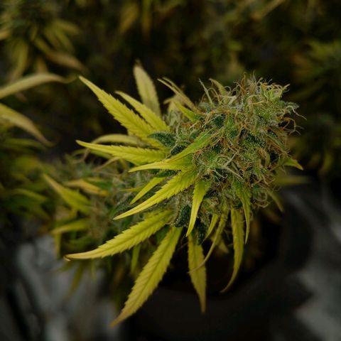 Inzane | Nepal growlog timeline photo
