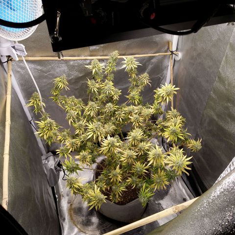 Inzane | Nepal growlog timeline photo