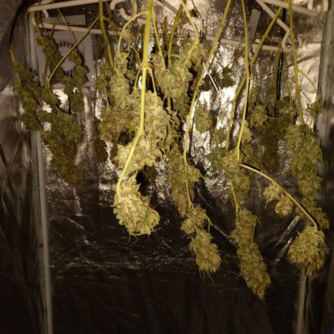 Inzane | Nepal growlog photo: Inzane drying out