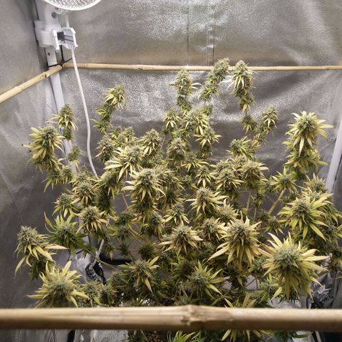 Inzane | Nepal growlog timeline photo