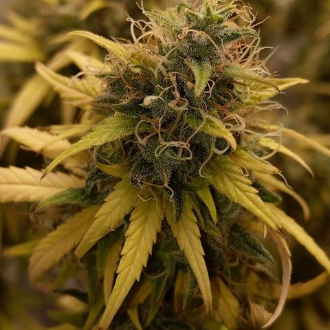 Inzane | Nepal growlog timeline photo