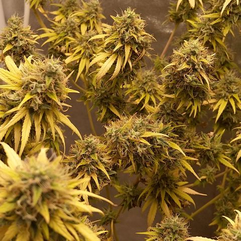 Inzane | Nepal growlog timeline photo