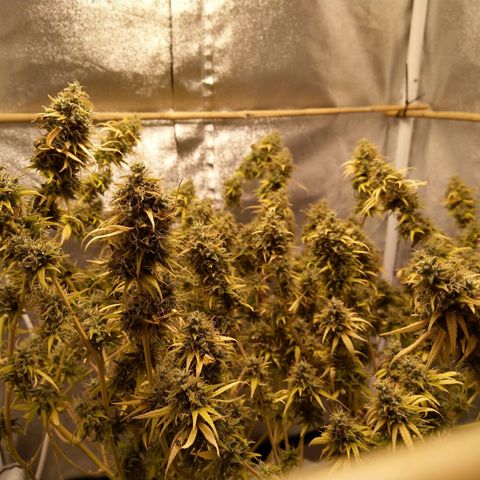 Inzane | Nepal growlog timeline photo