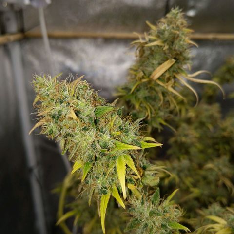 Inzane | Nepal growlog timeline photo