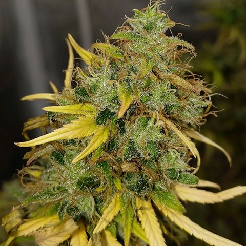 Inzane | Nepal growlog timeline photo