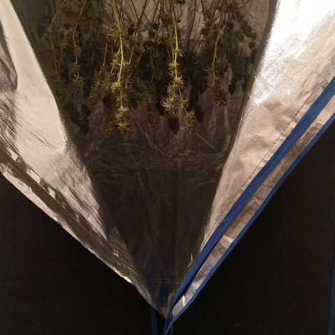 Inzane | Nepal growlog photo: Inzane chopped and ready for cure after 11 days in drying tent. Nepalese cut down and ready for drying in tent. Buds nice and frosty! Happy with results. 70g buds,25g trim.