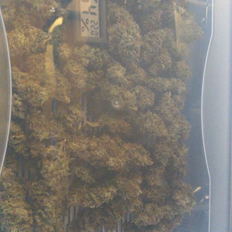 Inzane | Nepal growlog photo: Inzane chopped and ready for cure after 11 days in drying tent. Nepalese cut down and ready for drying in tent. Buds nice and frosty! Happy with results. 70g buds,25g trim.