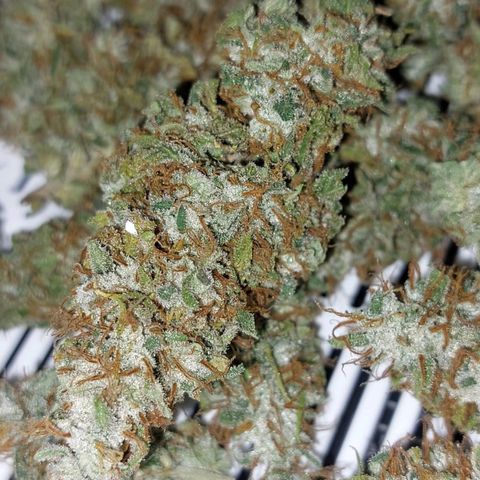 Inzane | Nepal growlog photo: Inzane chopped and ready for cure after 11 days in drying tent. Nepalese cut down and ready for drying in tent. Buds nice and frosty! Happy with results. 70g buds,25g trim.