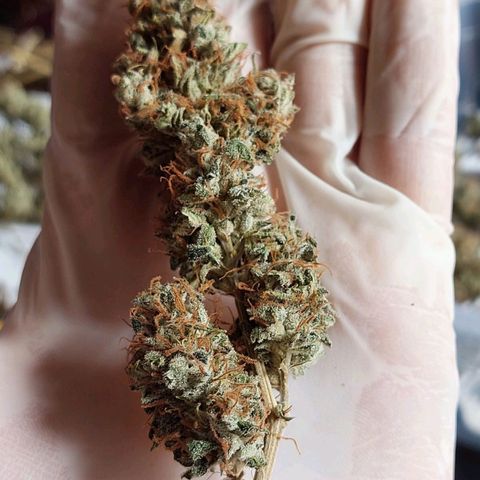 Inzane | Nepal growlog photo: Inzane chopped and ready for cure after 11 days in drying tent. Nepalese cut down and ready for drying in tent. Buds nice and frosty! Happy with results. 70g buds,25g trim.