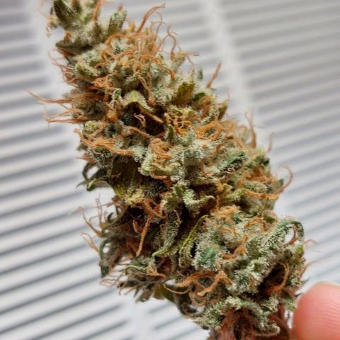 Inzane | Nepal growlog photo: Inzane chopped and ready for cure after 11 days in drying tent. Nepalese cut down and ready for drying in tent. Buds nice and frosty! Happy with results. 70g buds,25g trim.