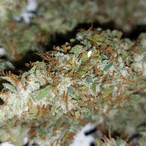 Inzane | Nepal growlog photo: Inzane chopped and ready for cure after 11 days in drying tent. Nepalese cut down and ready for drying in tent. Buds nice and frosty! Happy with results. 70g buds,25g trim.