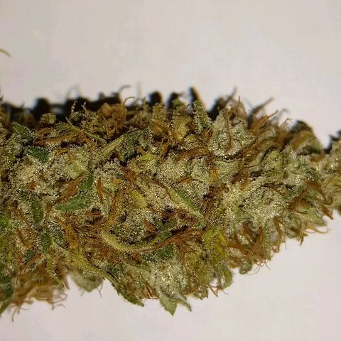 Inzane | Nepal growlog photo: Inzane stable at 63% rh.Nepal in tent drying at 60rh/20deg celcius