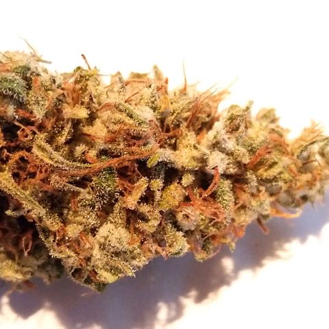 Inzane | Nepal growlog photo: Inzane stable at 63% rh.Nepal in tent drying at 60rh/20deg celcius