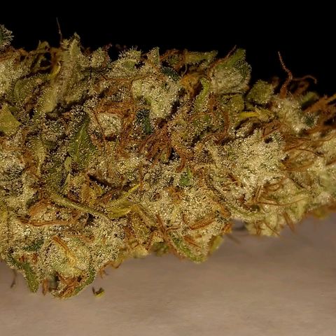 Inzane | Nepal growlog photo: Inzane stable at 63% rh.Nepal in tent drying at 60rh/20deg celcius