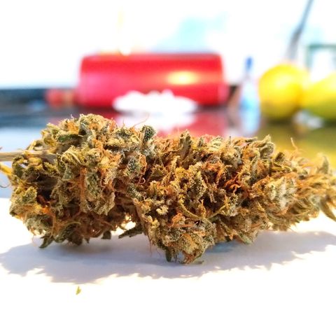 Inzane | Nepal growlog photo: Inzane stable at 63% rh.Nepal in tent drying at 60rh/20deg celcius
